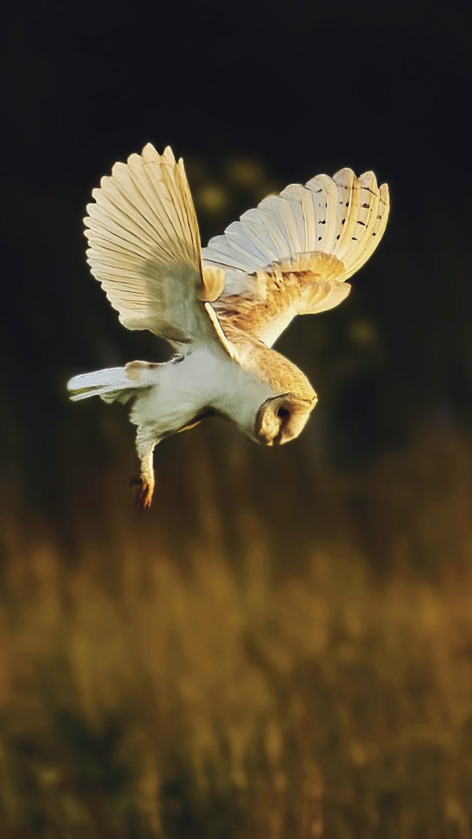 Hunting the meadows during the last hour of golden sunlight this Barn Owl hovers as it hears a vole beneath. #barnowl #NaturePhotography #NATUREONE #rspb