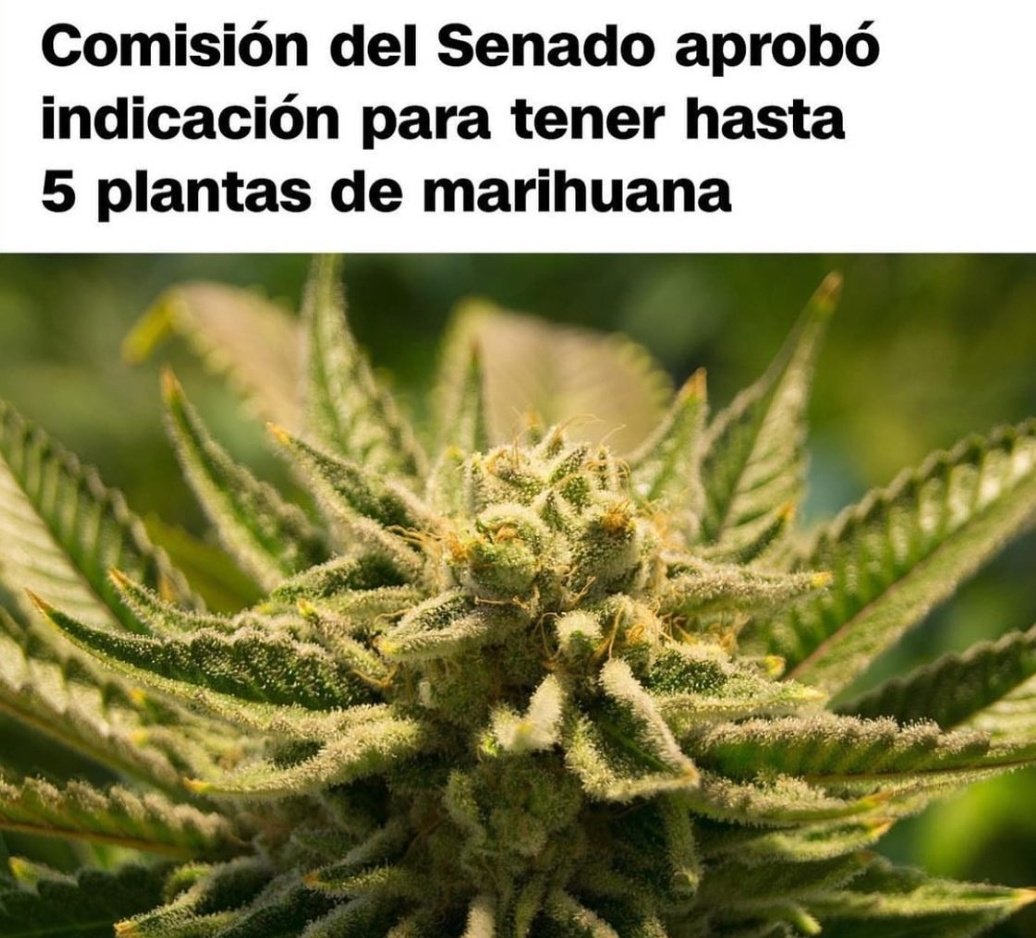 pchile_web's tweet photo. 🔴AHORA | Se aprueba la indicación que permite tener hasta 5 plantas de marihuana para uso personal en el domicilio. También para la tenencia anual de 500g de flores secas y hasta 40 de porte

#CultivaTusDerechos
#AutoCultivo https://t.co/87HEwePURh