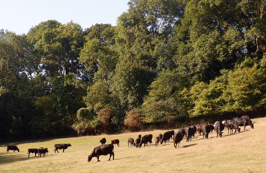 Duncan_Smart1's tweet photo. Wed 10th August 10 miles from Mathon to Mathon Lodge, #GeoparkWay, Summer Hill, Worcestershire Beacon, West Malvern, Six Acre Wood, Whitman's Hill Coppice and Cradley YTD 789.2 miles of #walk1000miles A very warm day but setting off early helped! Wall to wall blue sky. https://t.co/J31357C10a