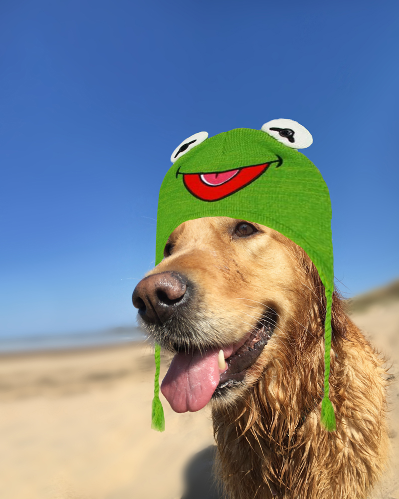 Sometimes Ruby just likes to chill in the sunshine whilst wearing her old fave 'Kermit the Frog' knitted hat which she's had since she was a pup. 
Don't be a muppet and join Ruby's gang today on Opensea/Polygon and enter draw for big prizes (see pin). 🐶🌞
opensea.io/collection/rub…