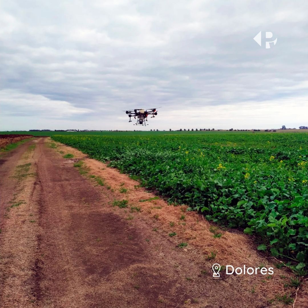 Pro_NutritionAg's tweet photo. Ensayo de respuesta del cultivo de #colza 🌱 a la aplicación de BioPlus III en distintos momentos del ciclo para la empresa #biogro.
Zona 📍 Dolores. https://t.co/KoKkWvmlMJ