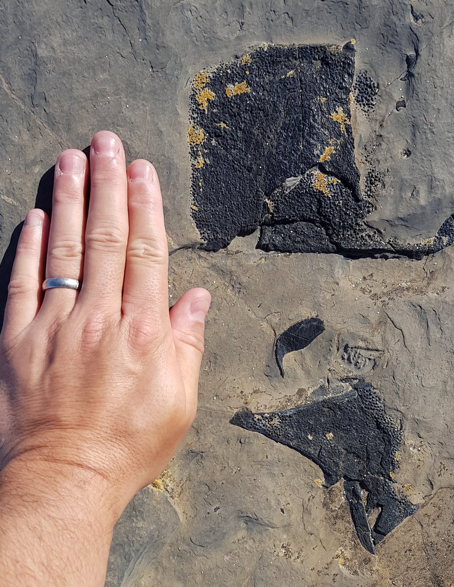 I came across this huge piece of fossil fish on Westray today - one plate that's bigger than my hand. A piece of Homosteus Milleri perhaps?