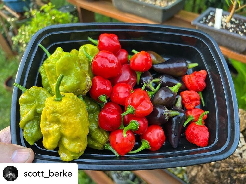 easygrowuk's tweet photo. • @scott_berke Harvested some heat this morning. Grown with @microbelifehydro. #MicrobeLifeHydro #MicrobeLifeHydroponics #PhotosynthesisPlus #PlusC #PlusO #PlusOK #PlusIL #AllNatural #Organic #Hydroponics #Aquaponics #Aeroponics #Soil #Cultivation #GoodBacteria #NourishL #Ro… https://t.co/8wN7ew9ikT