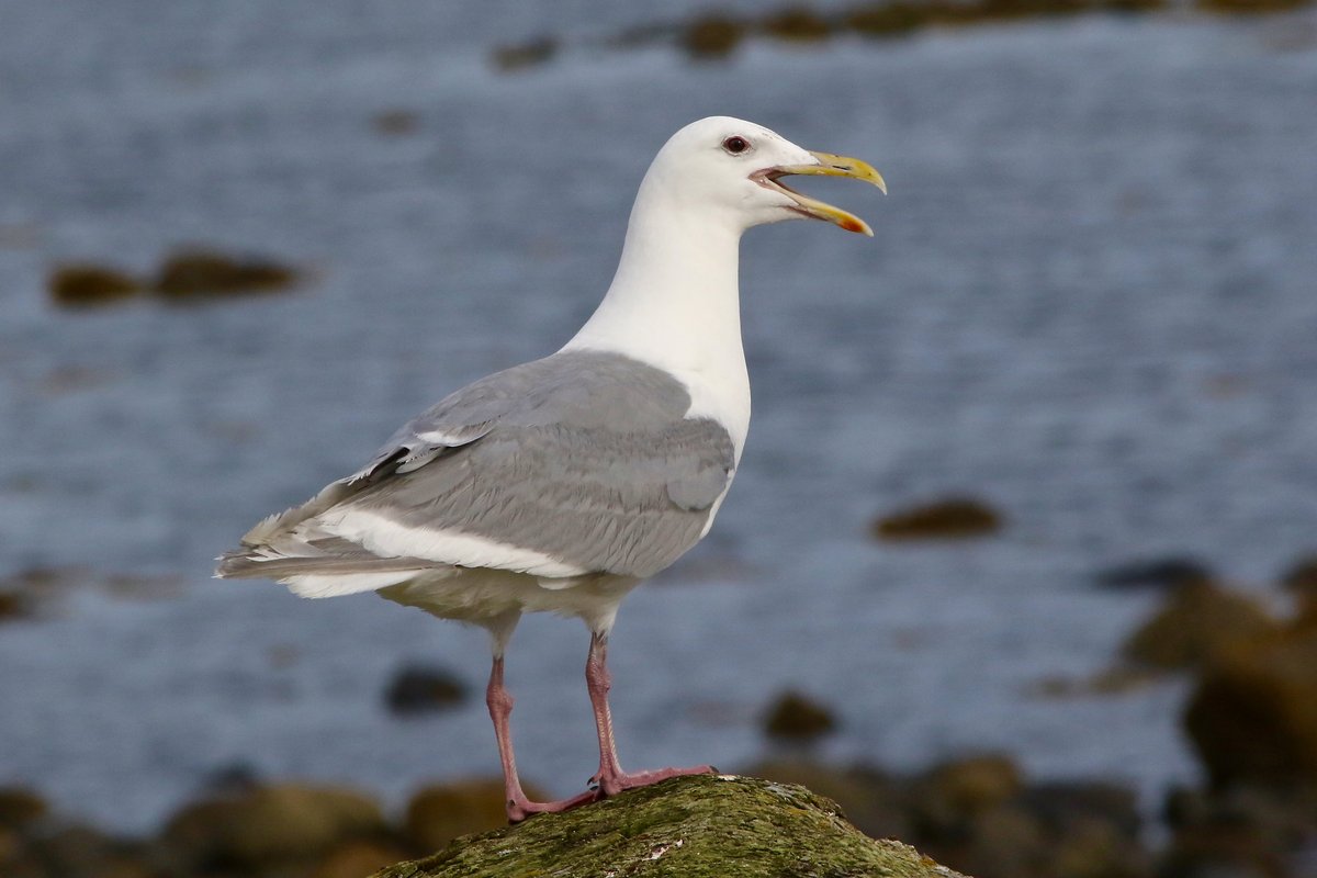 Dr. Emily S Choy tweet media