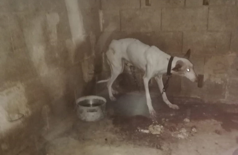 siviaromera1's tweet photo. Los podencos de caza, los perros que más sufren el maltrato y abandono 
QUEREMOS LEYES DE VERDAD
BASTA YA DE MALTRATO ANIMAL
@sanchezcastejon
@AnimalesGob
@PrensaCE
#NoSonHerramientasDeCaza https://t.co/j6Uj64rQyB