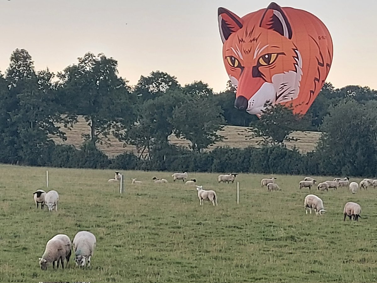 Fox watches over sheep #Maghera