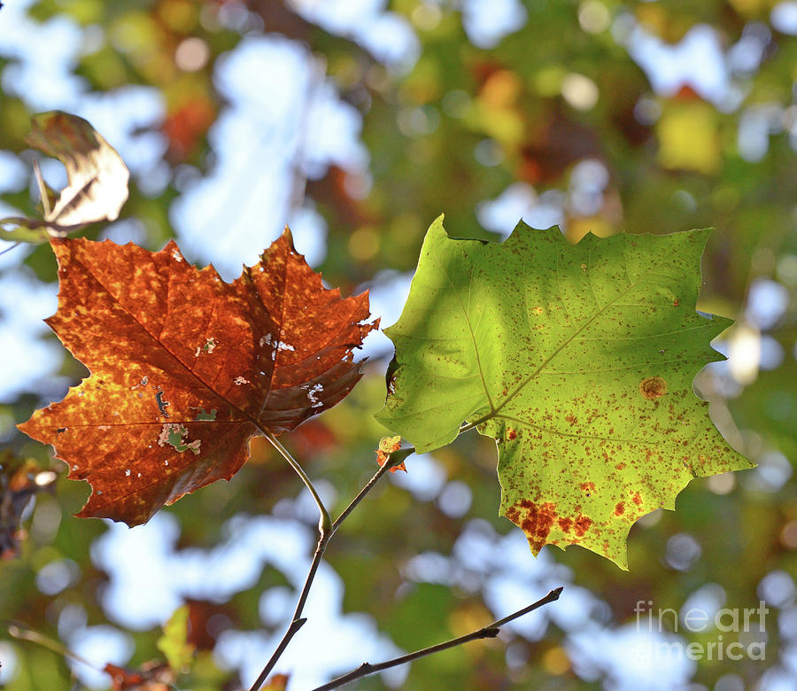 KerriFar's tweet photo. “There is something incredibly nostalgic and significant about the annual cascade of autumn leaves.” — Joe L. Wheeler #quote - https://t.co/YCAREGVVRS ~ #NewRiverNature #LeafLover #NatureMoments https://t.co/MD7CaHDXVY