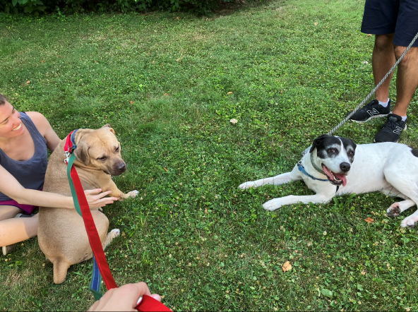 Gourd-on had a rough past, but he is doing so well to overcome it. 

He recently met a dog friend, and did so so well.

Now, to find him a #furever home.

Emails adoptions@pspca.org to learn more about Gourd-on.