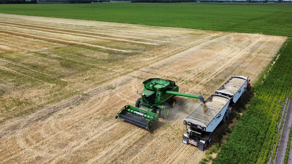FarmSbl's tweet photo. Took off our small field of hazlet rye today.   Every couple of years we grow some to use for our cover crop needs. #harvest22 https://t.co/8w2i9QOjlb