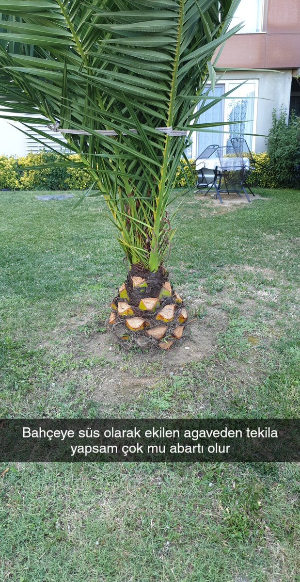 Normal insanlar: aa palmiye
Ben: