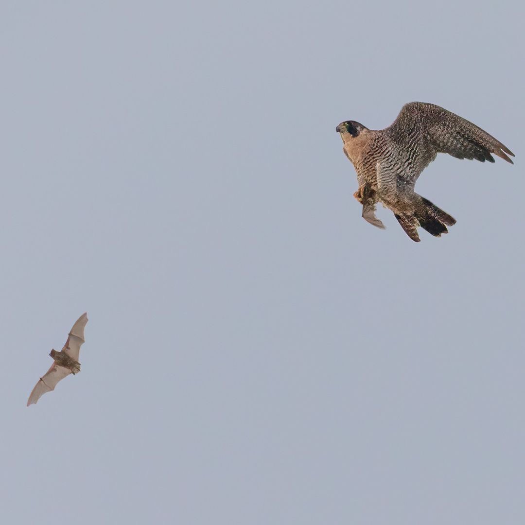 YALL!!! Check out this unbelievable capture by Raymond Dumas! 

This falcon dove into a massive group of bats (a bat-nado, if you will) that emerged to feast on insects, and successfully got a meal. 

FOLLOW RAYMOND ON IG: bit.ly/3SGpx0C

#BlackWildlifePhotographer