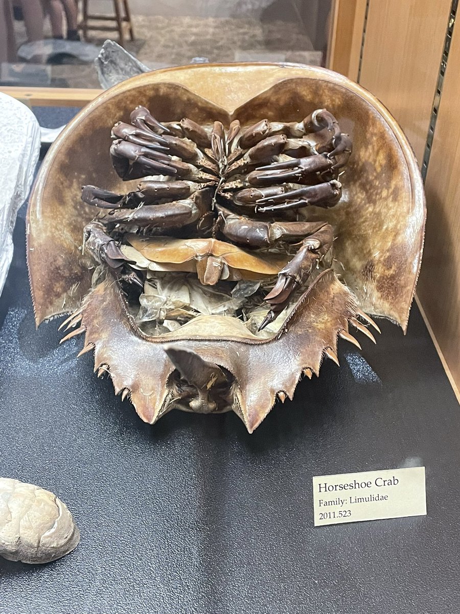 Sébastien Poulin tweet media