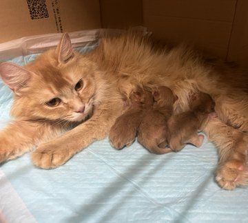 こねこカフェサンクチュアリ 岐阜にある猫カフェ 子猫のへや