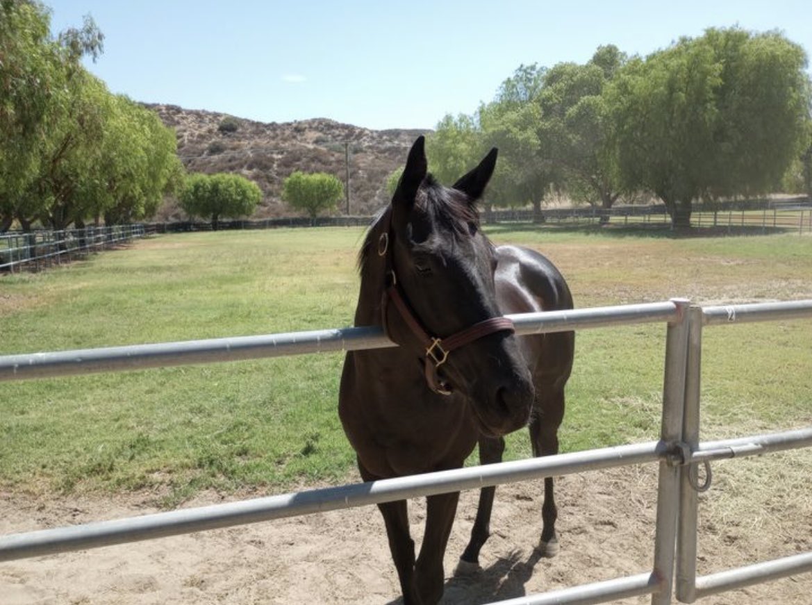 SarahHorsegirl's tweet image. Micro Share Update
Micro Share has been loving life in her large grass pasture at Peacefield Farm. #MicroShare #MyRaceHorse