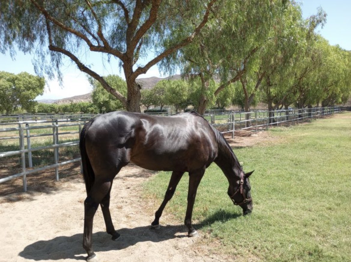 SarahHorsegirl's tweet image. Micro Share Update
Micro Share has been loving life in her large grass pasture at Peacefield Farm. #MicroShare #MyRaceHorse