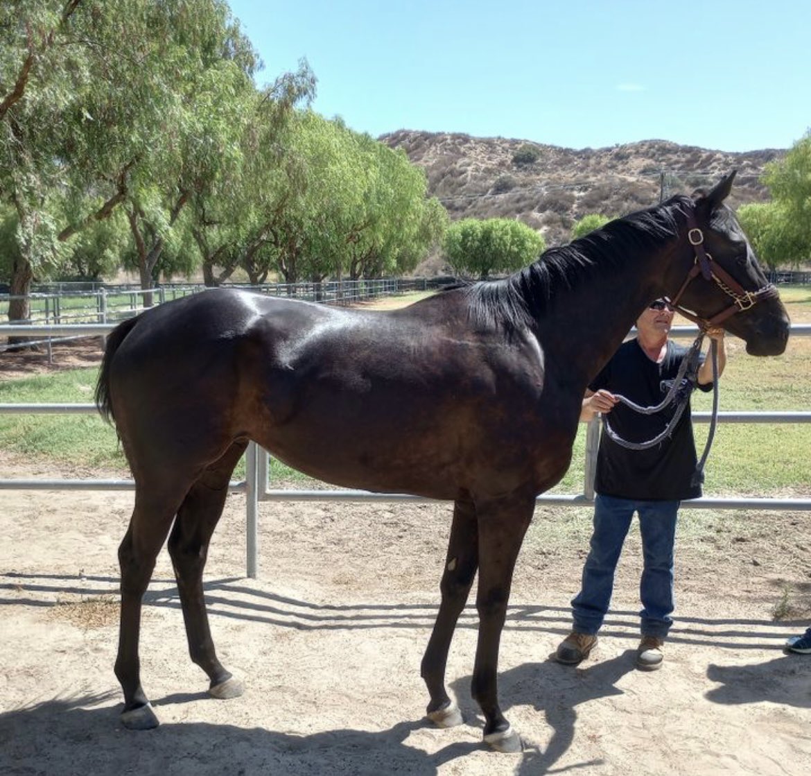 SarahHorsegirl's tweet image. Micro Share Update
Micro Share has been loving life in her large grass pasture at Peacefield Farm. #MicroShare #MyRaceHorse