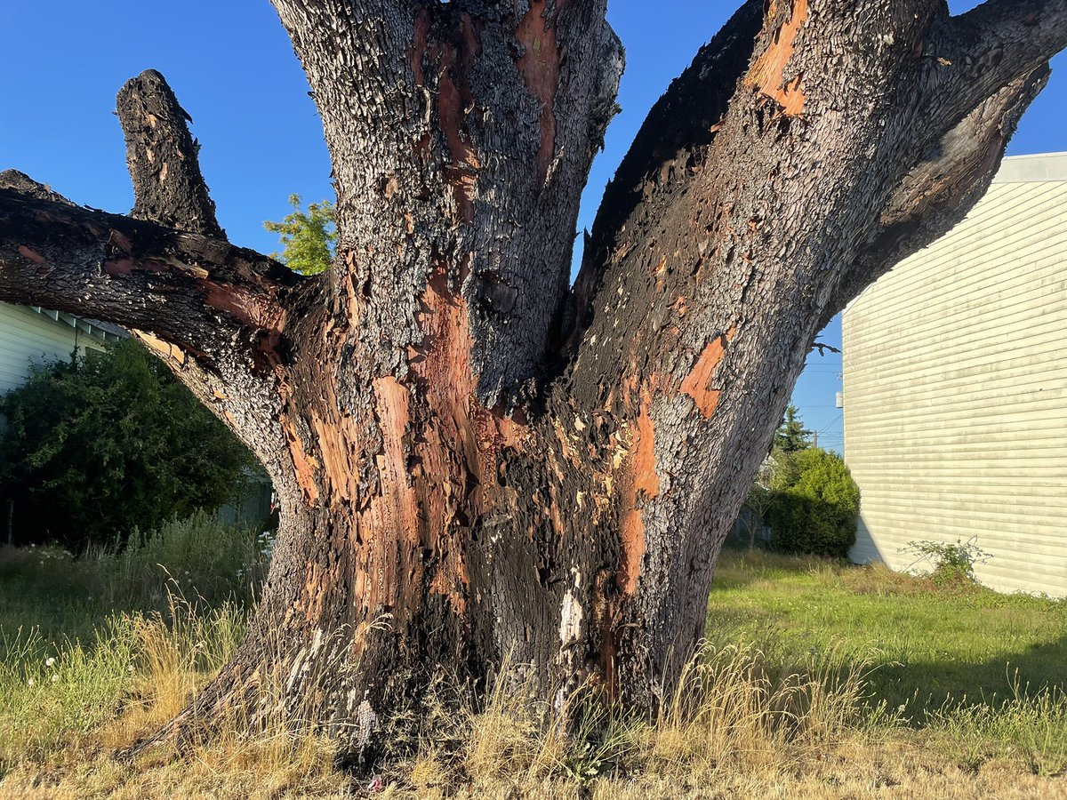 arbutusarme's tweet photo. Did a drive by of the former WA champion, known as Ted’s Tree. Arborists took it down a few years ago after many years of decline. It makes a mighty snag! https://t.co/uMM2045Npn