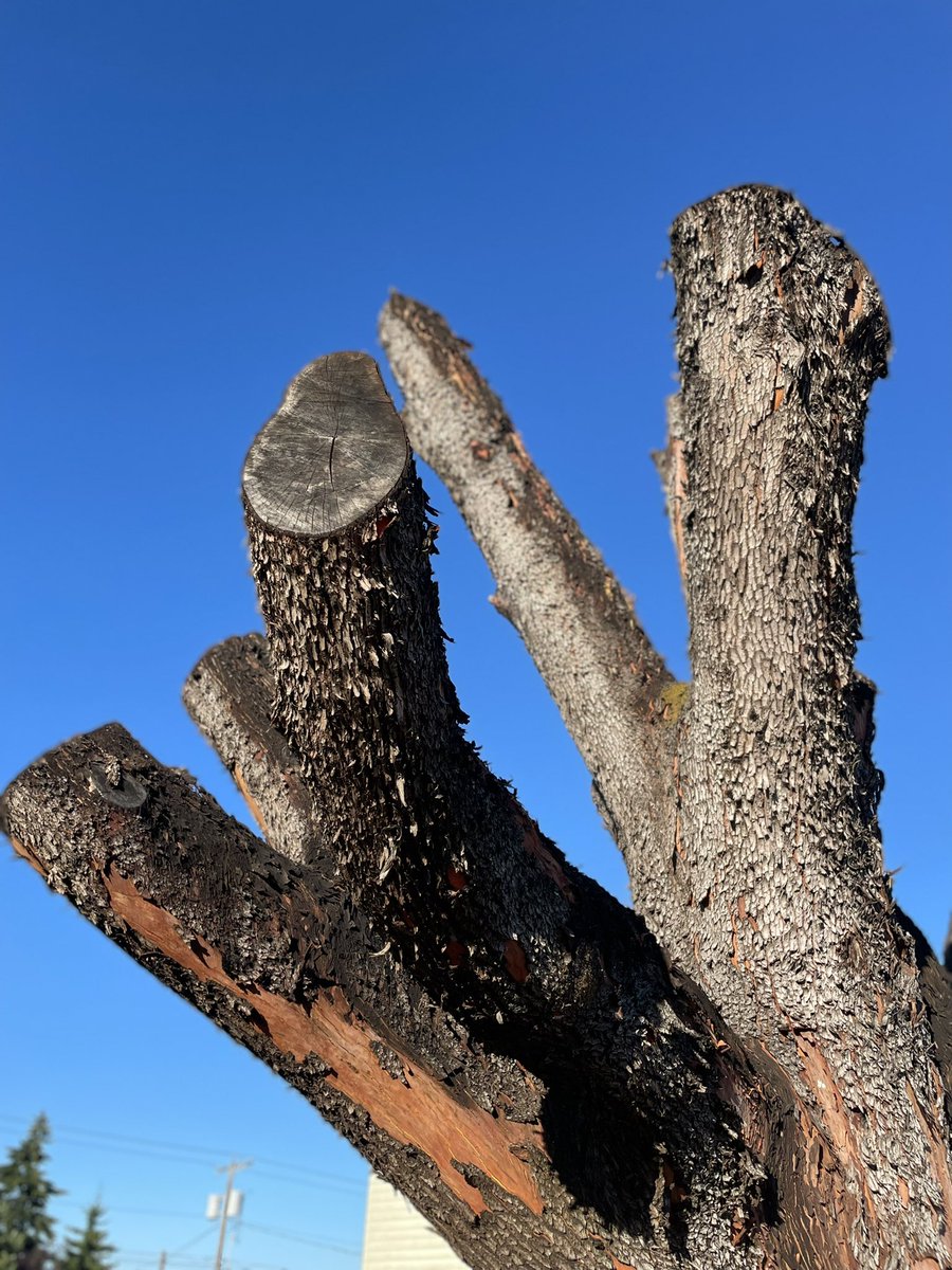 arbutusarme's tweet photo. Did a drive by of the former WA champion, known as Ted’s Tree. Arborists took it down a few years ago after many years of decline. It makes a mighty snag! https://t.co/uMM2045Npn