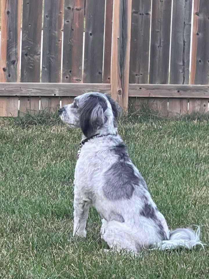 VoteRobertsonCK's tweet photo. Four years later and here sits a full grown Bruce “Springsteen” Robertson.  He was dropped off at 1 day old with his mother and siblings. A beautiful story of success and another reason why I am so proud to have supported the transformation of the CK Animal Shelter. #PAWR #ckont https://t.co/HvUgT0CBme