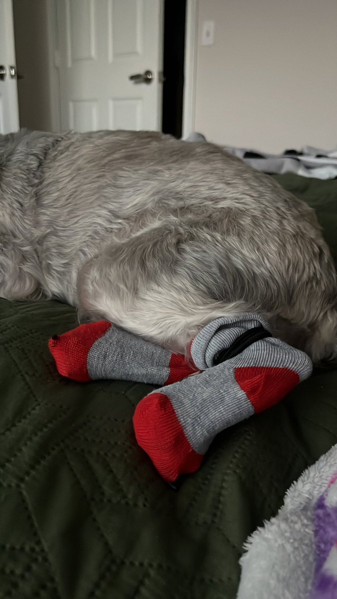 jzmn_twt's tweet photo. my dog has allergies and keeps licking his paws until they're raw so naturally i've devised the perfect plan to stop him https://t.co/GyiZ8mNz8U