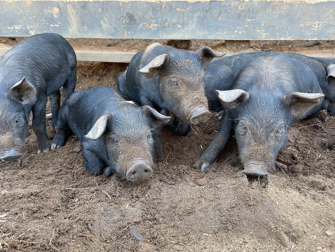 Meatme.ca tweet media