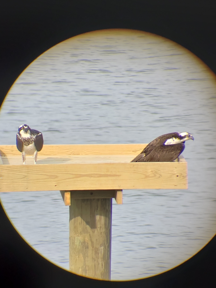 #Oysters and #Ospreys provide a continual sense of connection to a dear friend who moved to Vermont. conta.cc/3bJgVpq