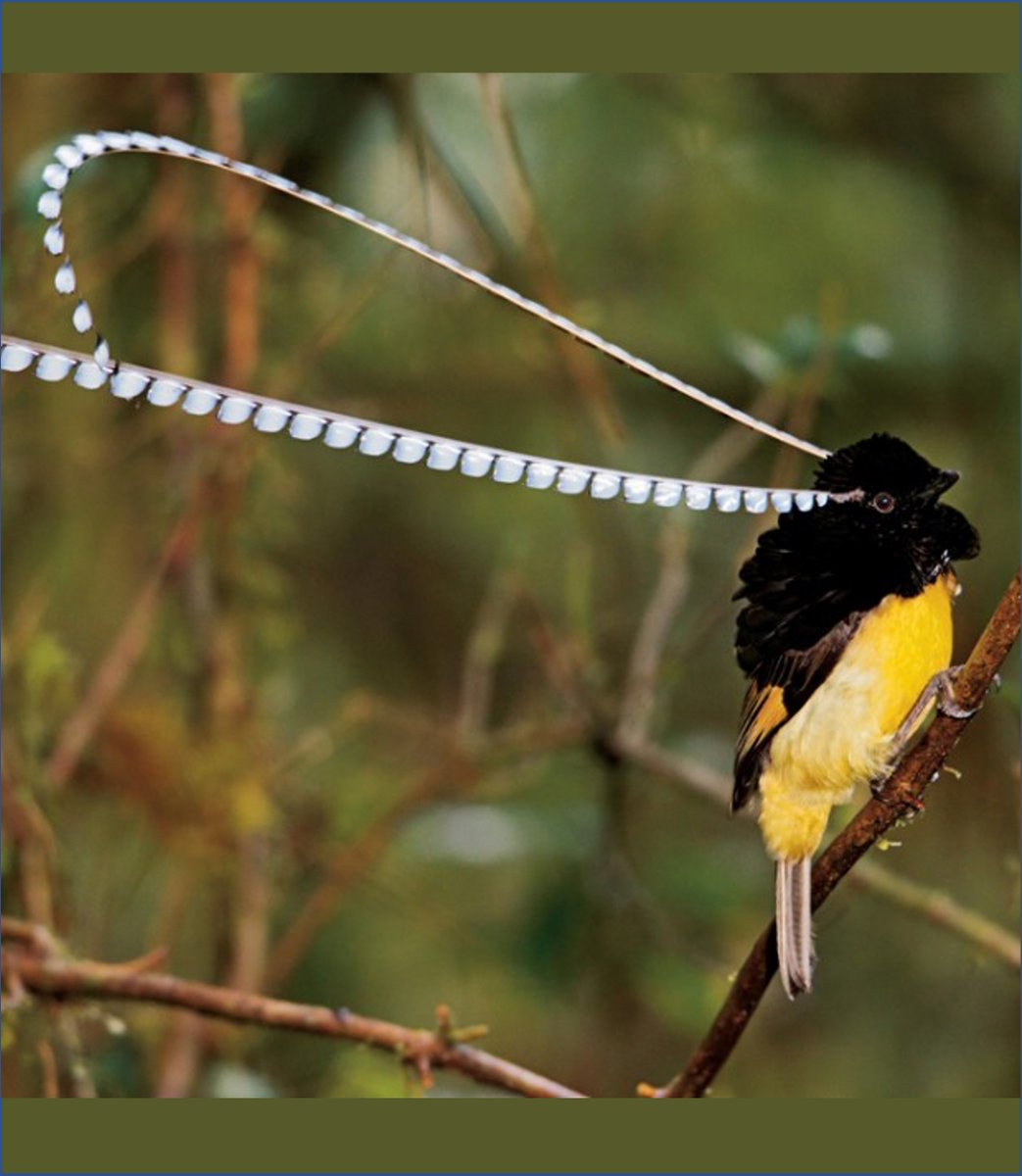 alexevans91's tweet photo. 👑 #BestOfCrest QUARTER-FINAL (pt7/8) 👑
🐦 Royal flycatcher
(Left 📷 Richard Gibbons)
VS
🐦 King of Saxony bird-of-paradise
(Right 📷 ramu_ramakesavan)
Who has the #BestOfCrest? Cast your vote in the poll below! #GuessTheCrest #Ornithology #Birds #TeamBird https://t.co/1s7gOlFIEM