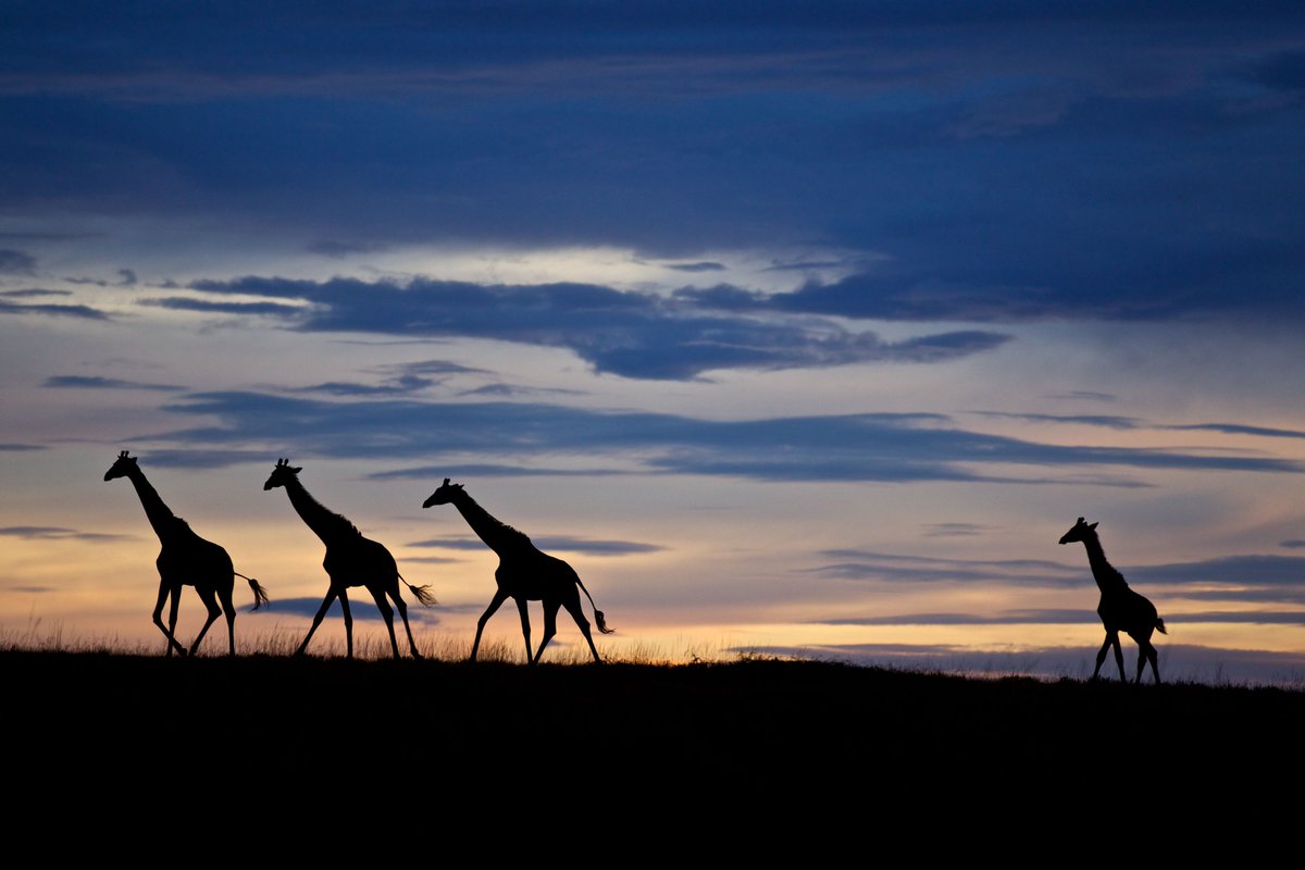 “When students view themselves as explorers, a whole new world is open.” —#EducatorExplorer Kelly Koller @kellkoll

#ExplorerMindset

📸 Michael Nichols