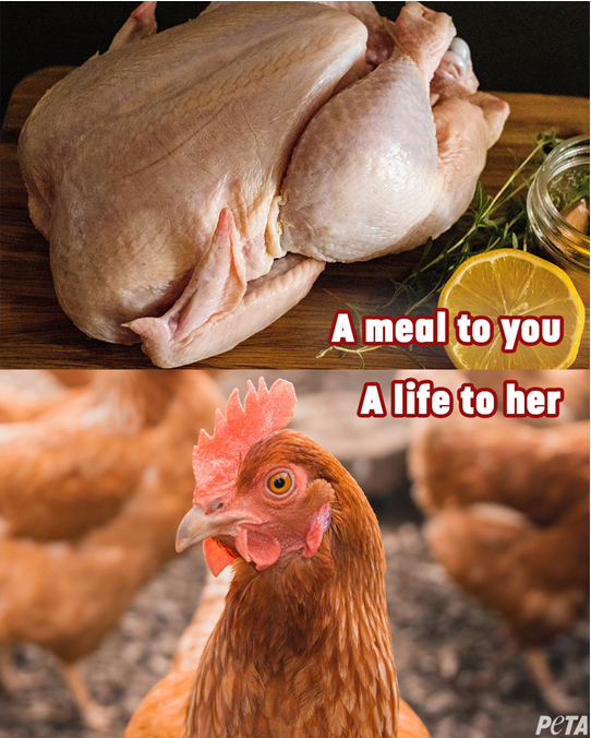 PETAUK's tweet photo. Eat plants, not body parts. 
#goVegan 
https://t.co/kOLjOIRFx5