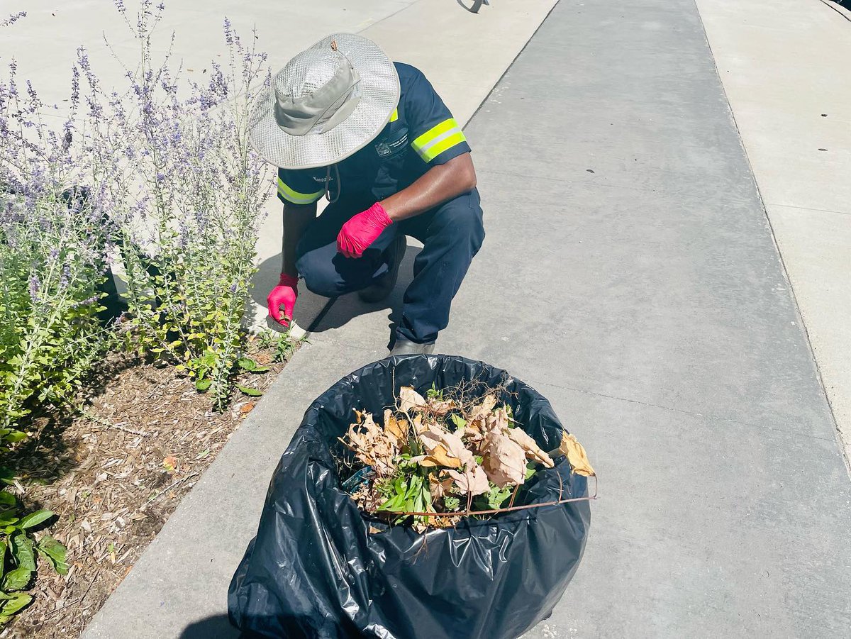 CityofDetroit's tweet photo. #Repost from @DetroitGsd
Today our floriculture team pulled up on the Avenue of Fashion for maintenance of the flower beds💐
It’s our pleasure to #KeepDetroitBeautiful
We are hiring for Floriculturist starting at $17.01/hr🌷🌺💐
#WorkforGSD⬇️
https://t.co/irK3p32Aap... https://t.co/br5wFdQEv4