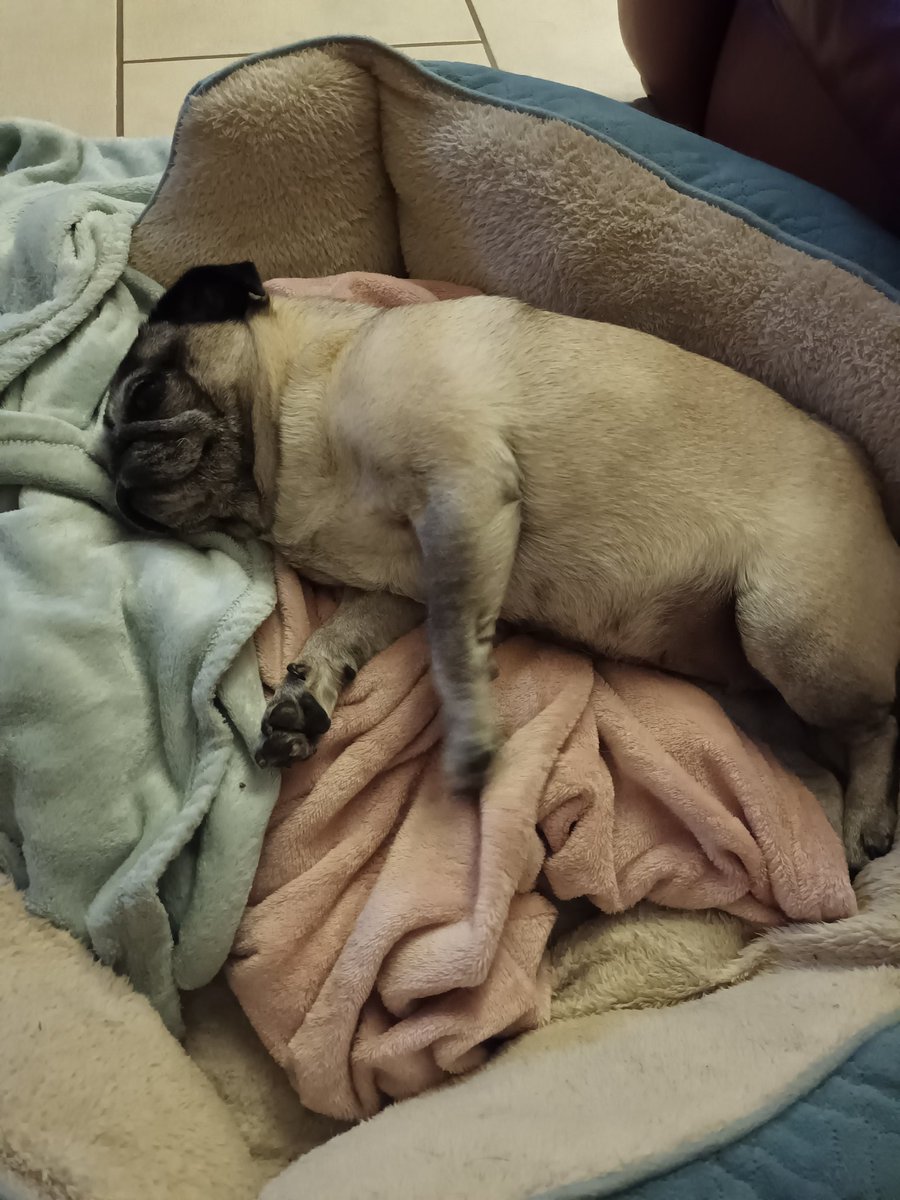 JoRuss55's tweet photo. Princess Lola cant get cool, walked after the sun went down,  windows and French doors open for a cool breeze. Next step is a damp towel rubbed all over her which she hates 😒 #puglife #puglovers #pugsoftwitter #pugdog #pdwra 🥰❤😎 https://t.co/uV6xVOJFwV