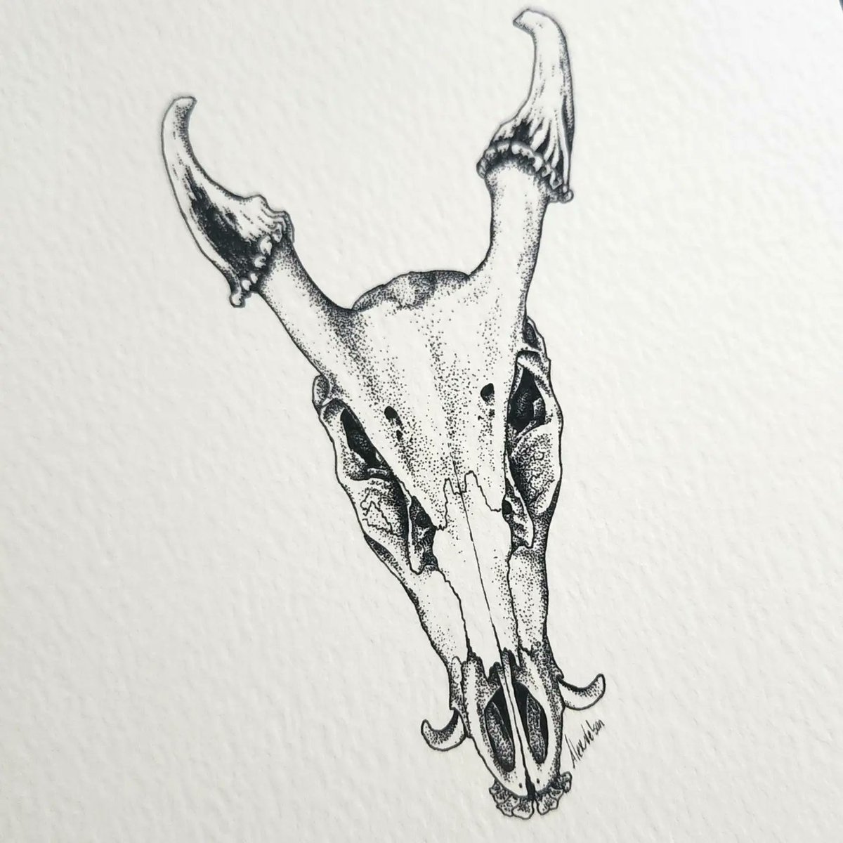 TrashBirdTweets's tweet image. New print available now! He is a Muntjac deer skull who lives in my workspace and is very charming.