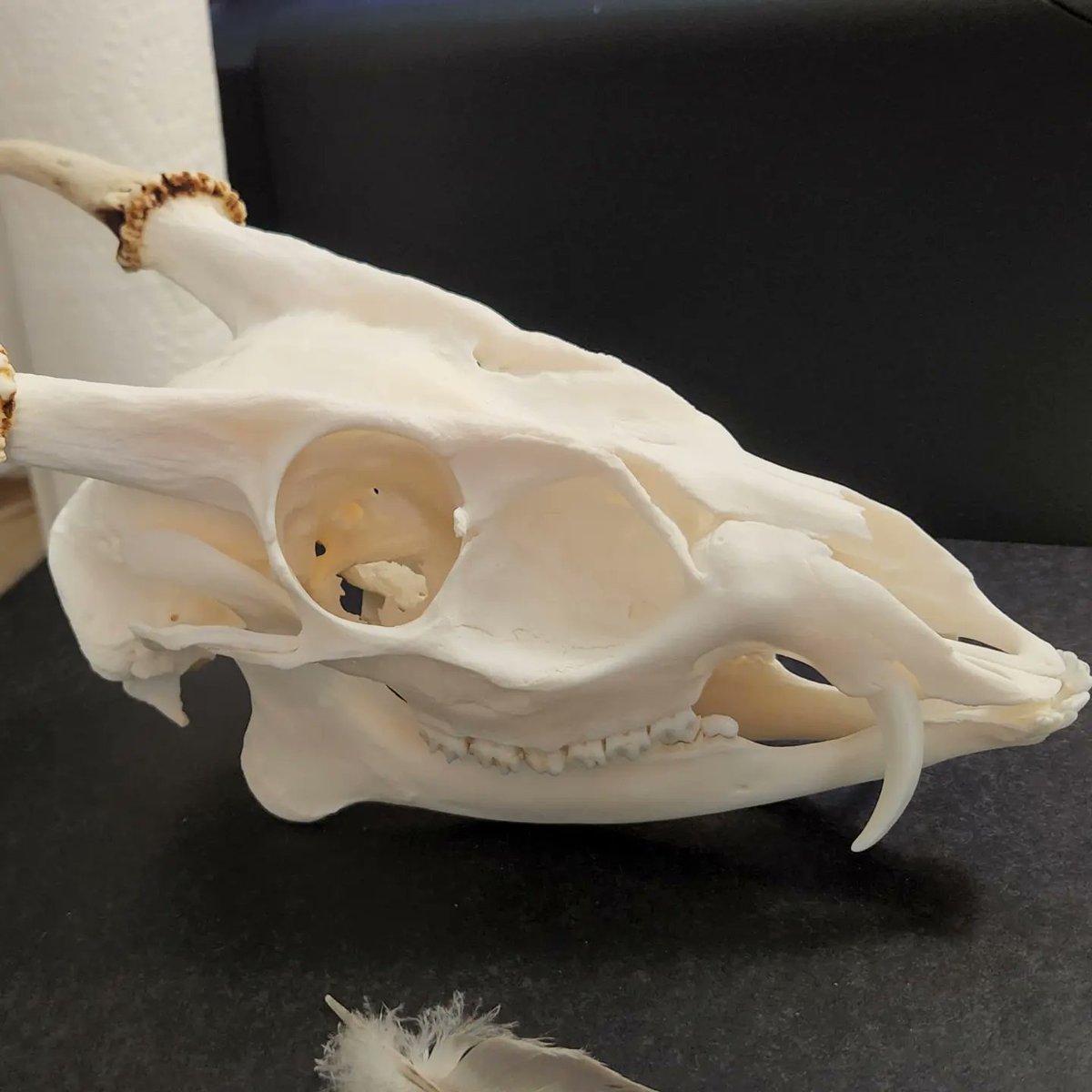 TrashBirdTweets's tweet image. New print available now! He is a Muntjac deer skull who lives in my workspace and is very charming.