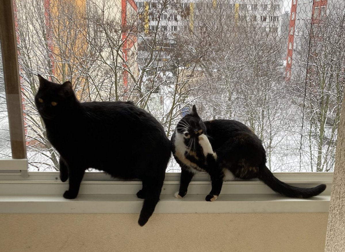 YawningDemons's tweet image. Today’s math problem is: “How many legs does Mrs. Bellatrix Lestrange (on the right) have?”
#possessedcats