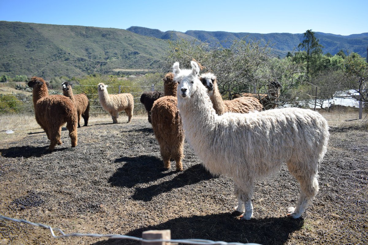 SimonPadros's tweet photo. Hoy visite a la cooperativa La Candelaria, ubicada en la localidad de El Rodeo, comuna de Choromoro, departamento Trancas.
Un emprendimiento dedicado a la cria de llamas para la comercializacion de su carne y la fabricacion de chacinados.
Agregando valor en origen.
Vamos por más. https://t.co/qr1B1qXILY