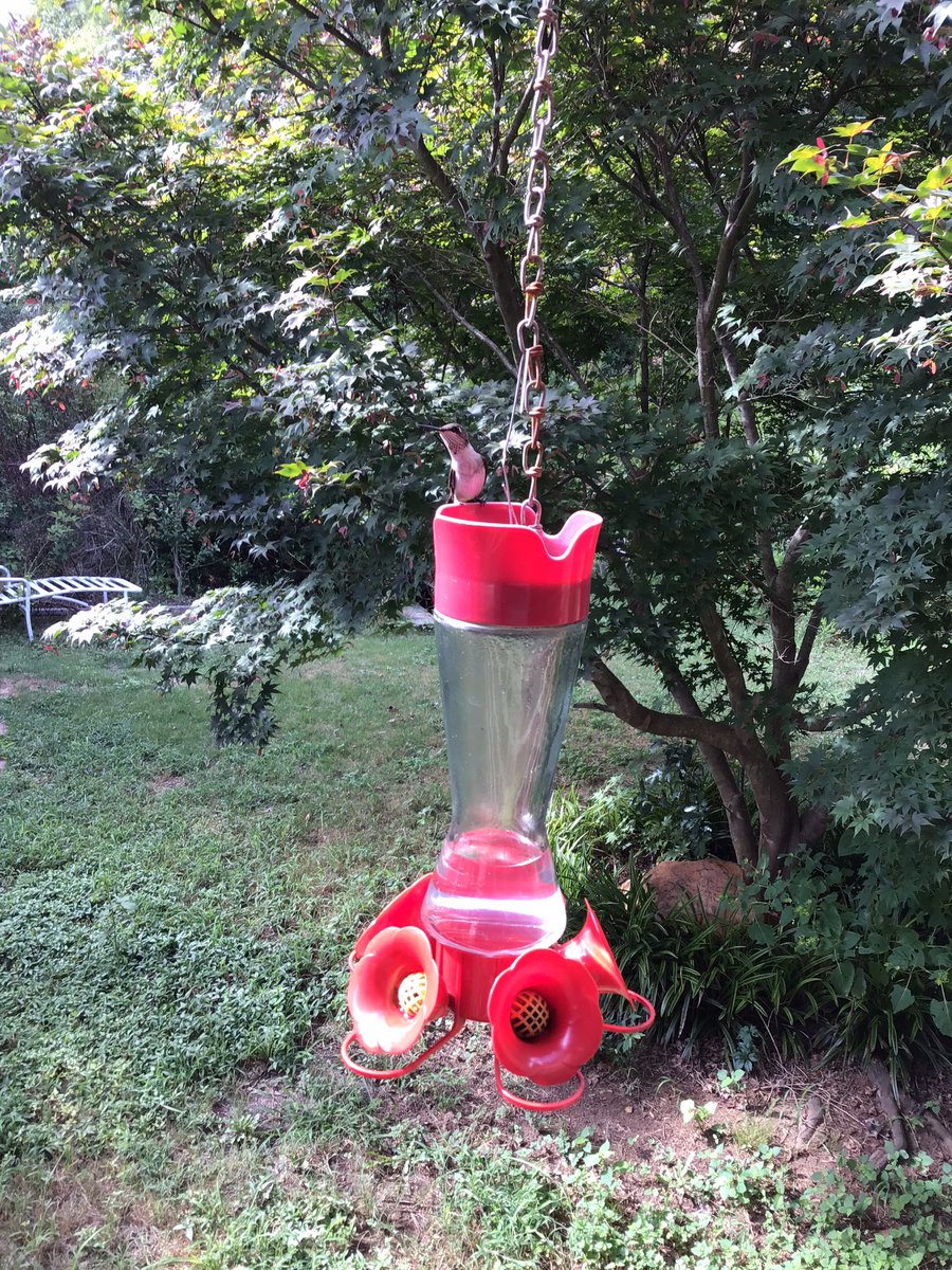 bbdawg_barry's tweet photo. She’s guarding that feeder…they going crazy ! #hummingbirdwatching https://t.co/kwOzOisrem