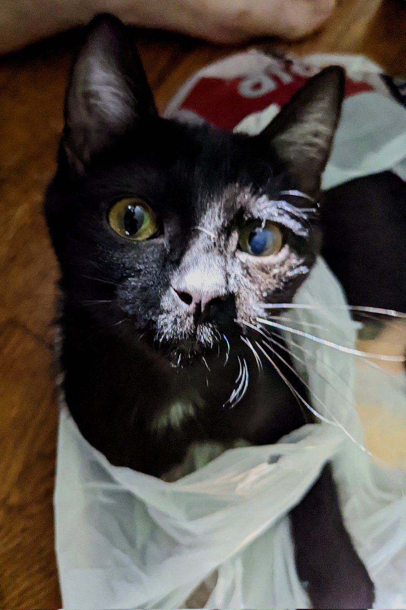 lenorgasm's tweet photo. I love bags! #bagtime #CatsOfTwitter #blackcatsrock https://t.co/4YBORTnkmi