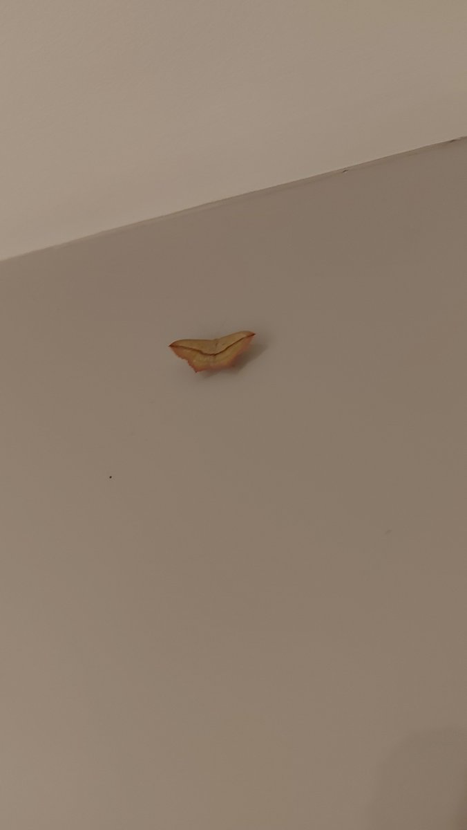 This is Not A Leaf, any ideas <a href="/worcswildlife/">WorcestershireWildlife</a> ?