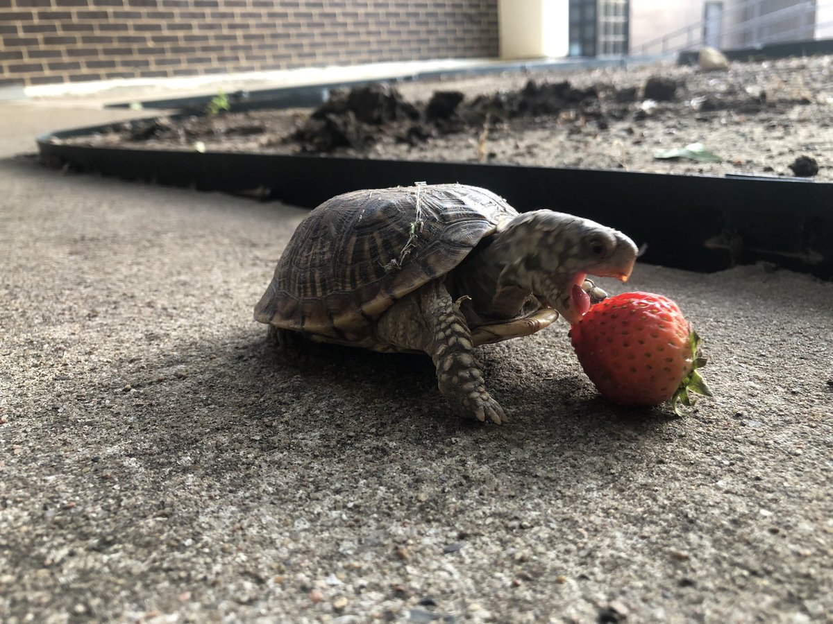 Our #hanescowboys turtle has survived the long dry summer and is anxious for students to return.  #turtles. <a href="/WTHanes/">WTHanes</a>