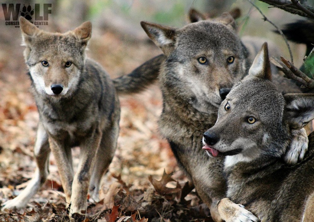 🐺 CAPTION THIS! 🐺