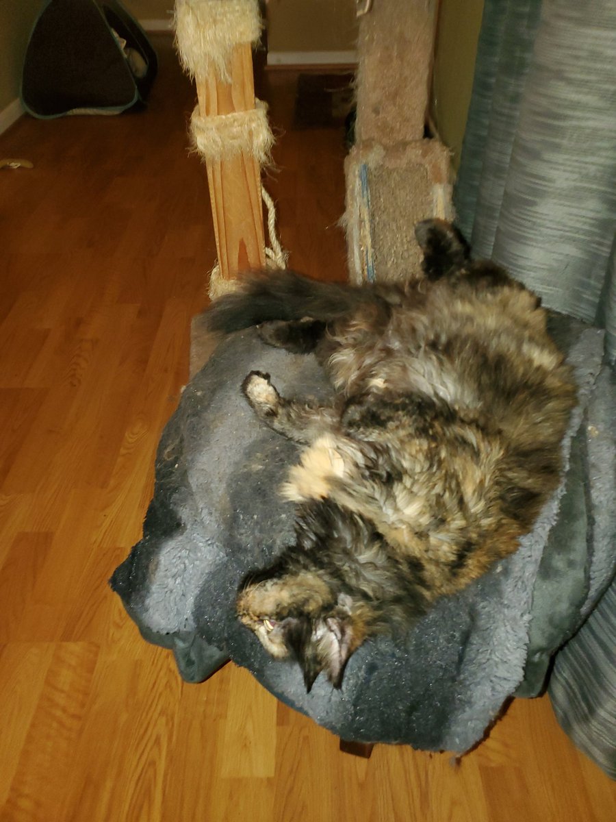 PhillipsClowder's tweet photo. @ColeTheBlackCat https://t.co/YTaKdkkfYu