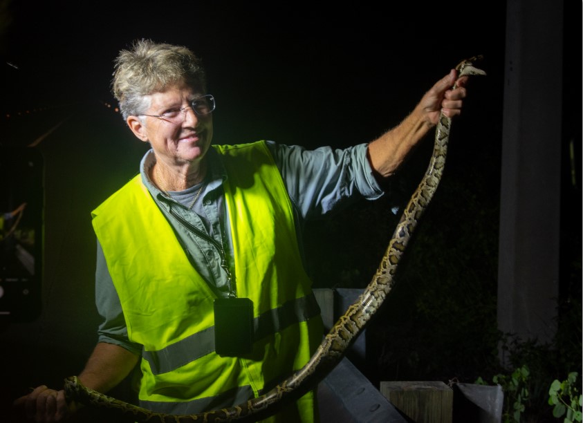 MyFWC's tweet photo. You could #win the $10,000 💰💵 Ultimate Grand Prize if you remove the most #pythons during this year’s #Florida Python Challenge® thanks to the Bergeron @evergfoundation! https://t.co/RgrpcLRKUO #snake https://t.co/DqFmMpYPSf