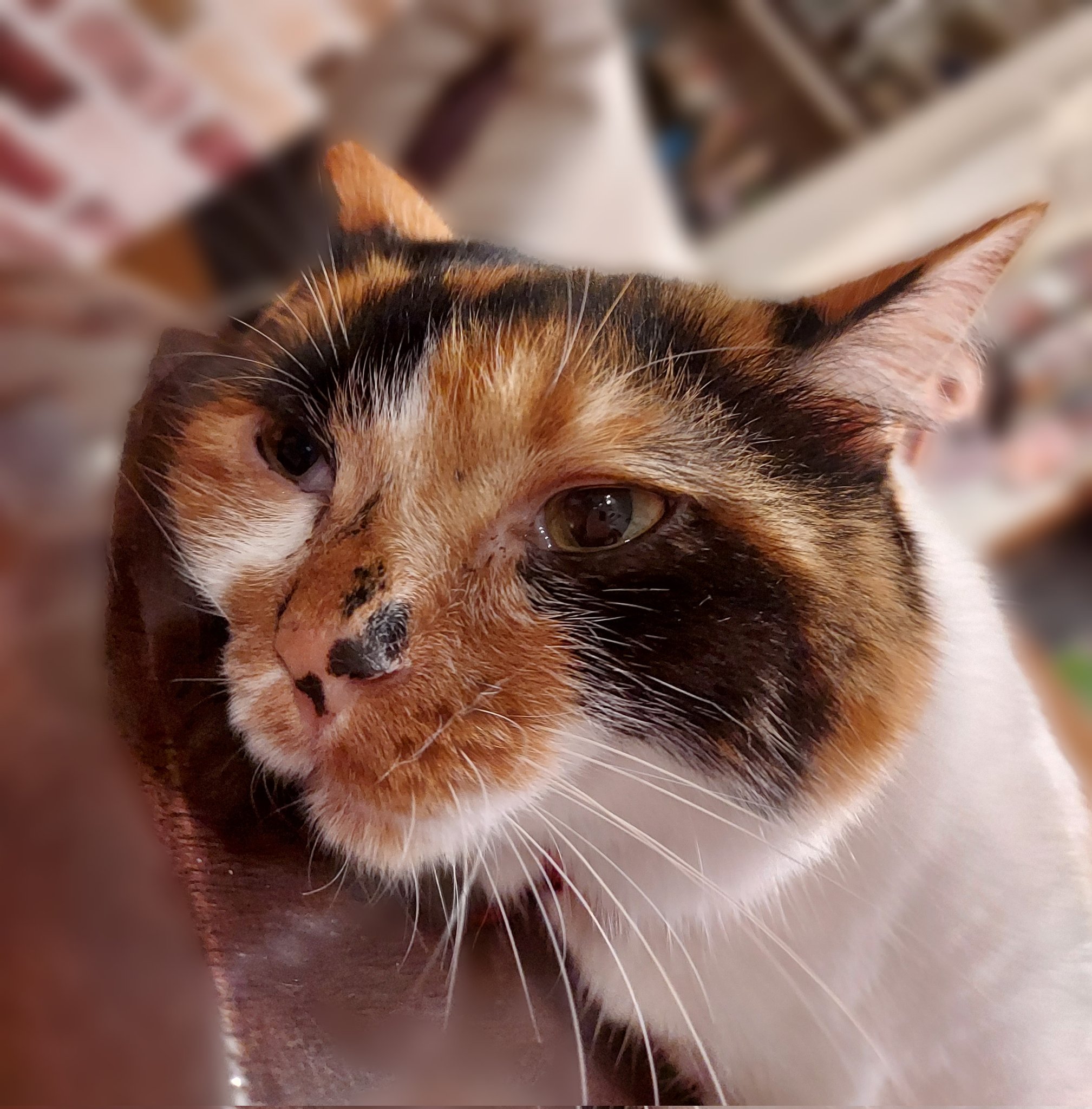 犬と猫のためのライフボート Lifeboatjapan Twitter