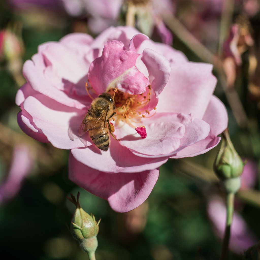 beebuiltsupply's tweet photo. Love pretty flowers? Thank a bee 🌼🌸🐝
#bees #flowers #beebuilt #beekeeping https://t.co/I4qSlOybGD