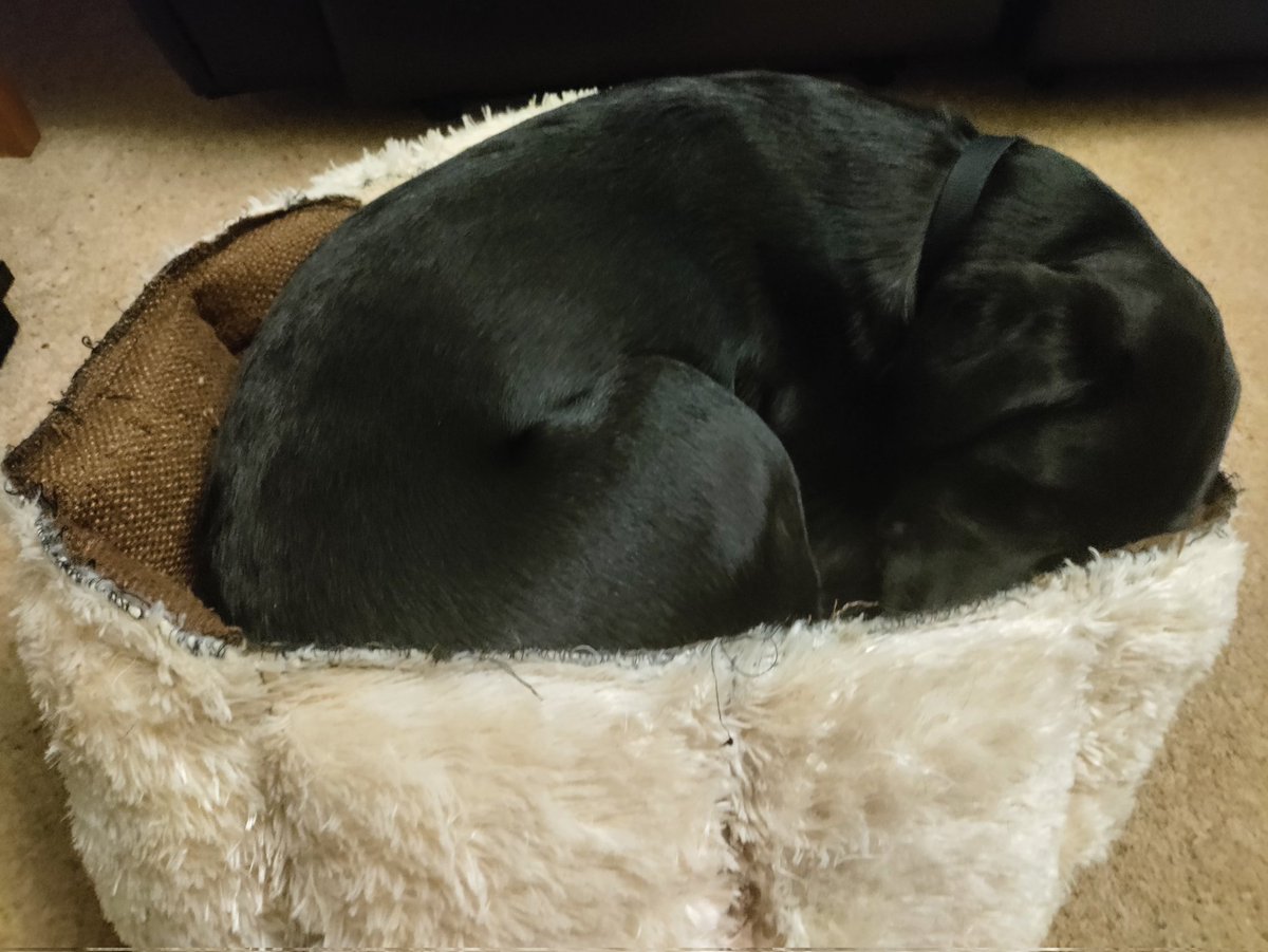 GraceHDpuppy's tweet photo. Me age 8 weeks and now age 14 months curled up in the same bed! It's a bit of a squeeze now but is my favorite place to curl up in #futurelifechanger @HearingDogsYork https://t.co/x3y1LNDibY