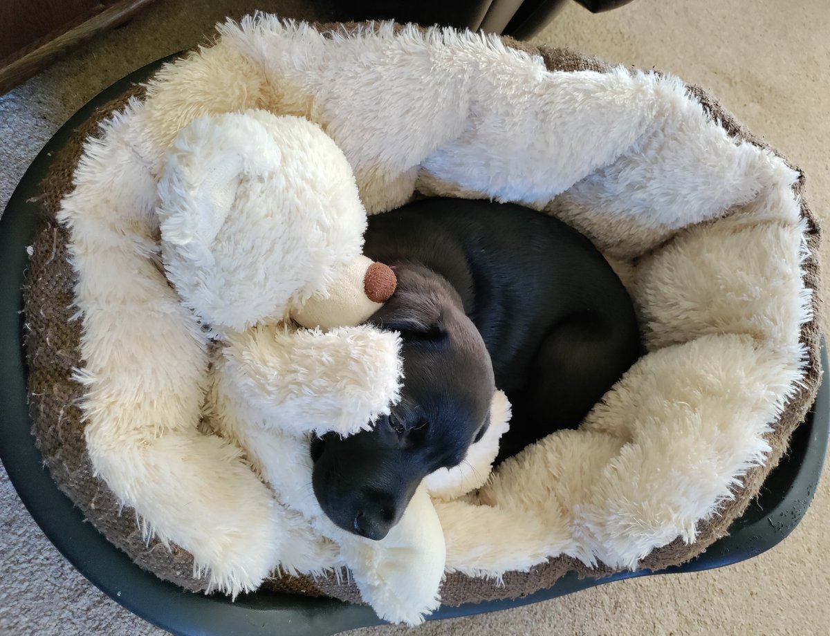 GraceHDpuppy's tweet photo. Me age 8 weeks and now age 14 months curled up in the same bed! It's a bit of a squeeze now but is my favorite place to curl up in #futurelifechanger @HearingDogsYork https://t.co/x3y1LNDibY