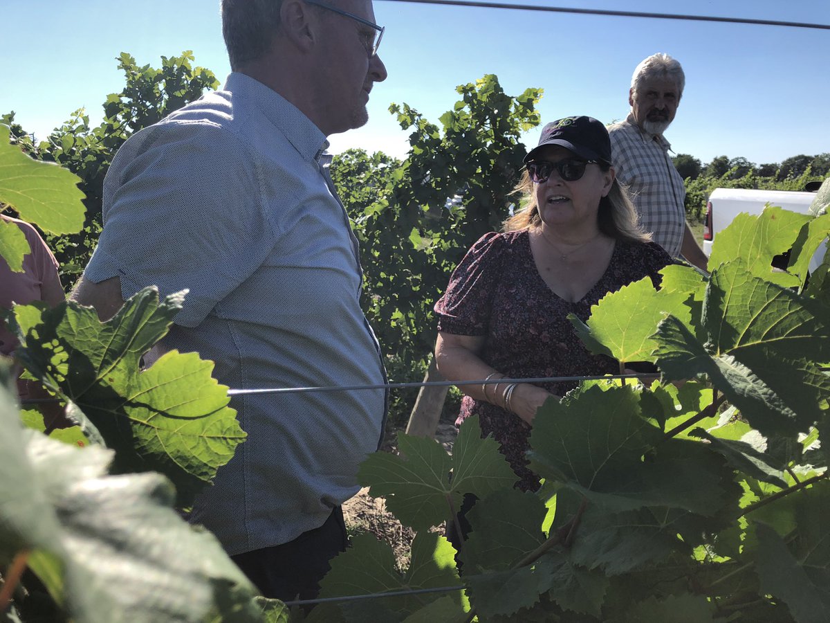 GGO welcomes <a href="/LisaThompsonPC/">Lisa Thompson</a> to see winter injury in Niagara vineyards with <a href="/MatOppenlaender/">Matthias Oppenlaender</a>
