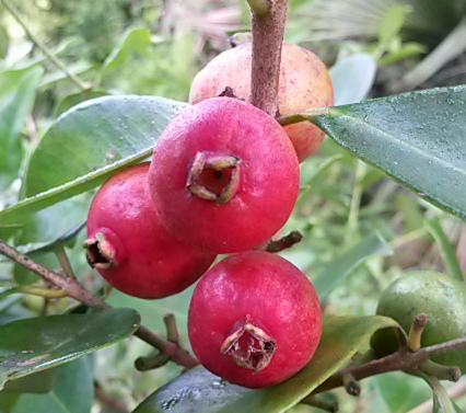 August is Cattley guava season here. Very productive, and good flavor - although they lack the heavenly aroma of some tropical guavas.
#Psidiumcattleyanum #Myrtaceae