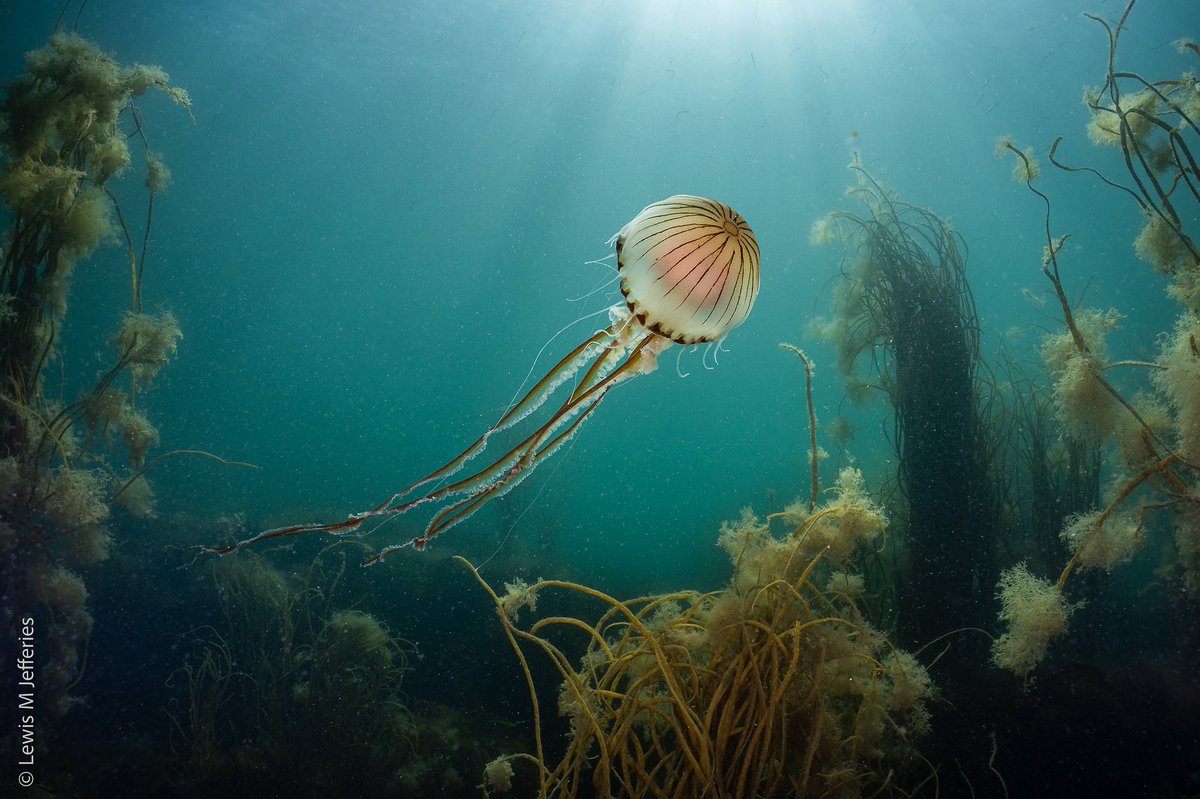 Nice free-dive/ snorkel yesterday afternoon. Lots of critters about - water is bubbling with small fish at this time of year too which brings in the predatory ones to hunt them, and ofcourse lots of Jellies about too.
Water a toasty 19c, Always nice to be in. 🌊