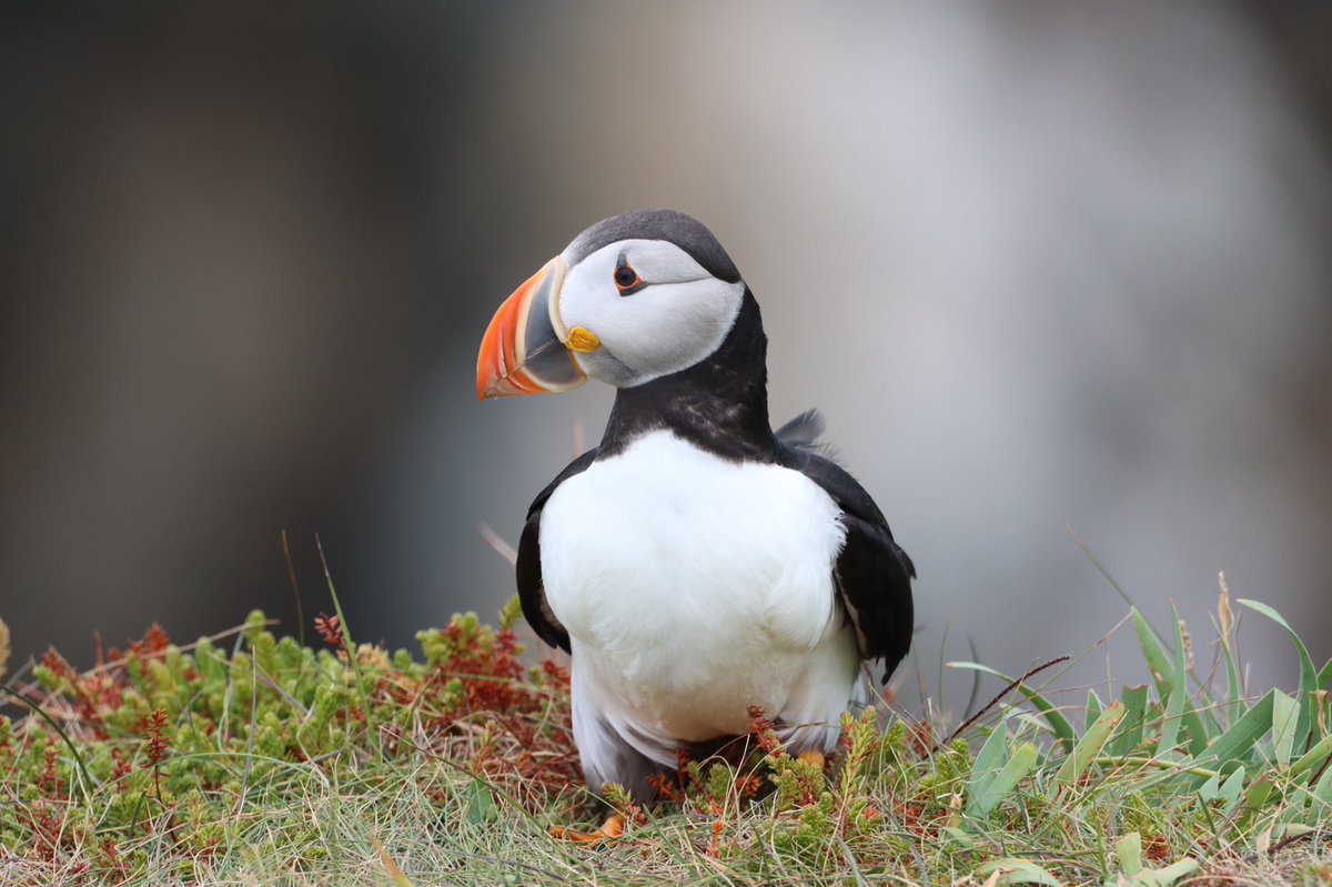 PeterPuffin4's tweet photo. Just relaxing on a Wednesday afternoon. https://t.co/gWDy6XkxIa